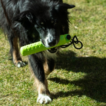 PROCYON Magic Treat Dummy